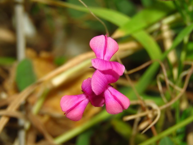 Indigofera capillaris photo 4