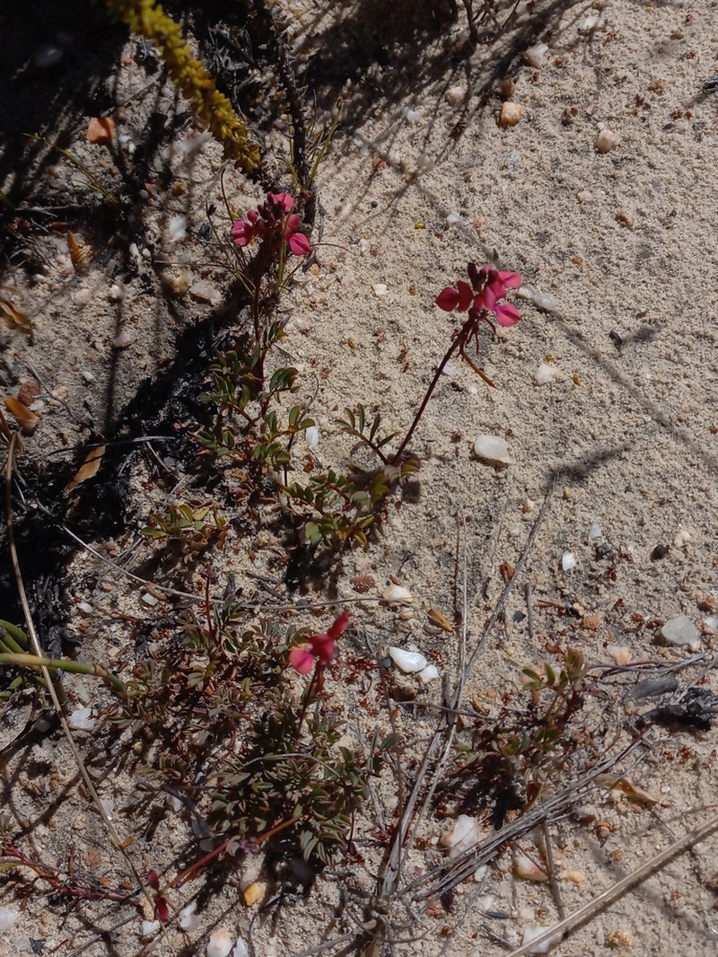 Indigofera capillaris photo 5