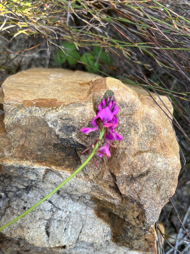 Indigofera capillaris photo 6