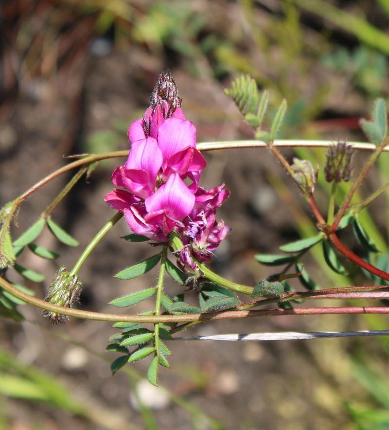 Indigofera capillaris photo 7