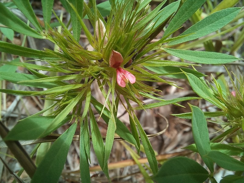 Indigofera capitata