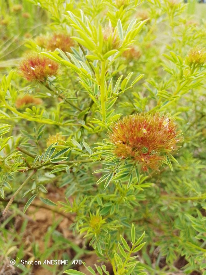 Indigofera capitata photo 2