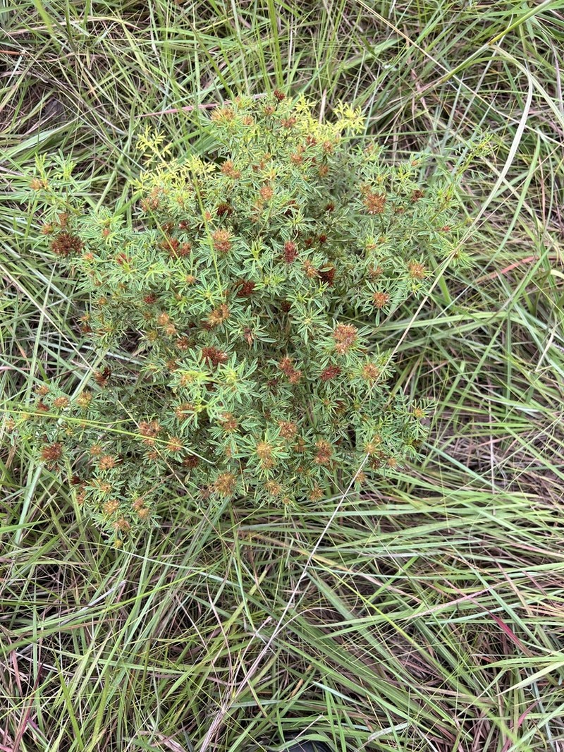 Indigofera capitata photo 5