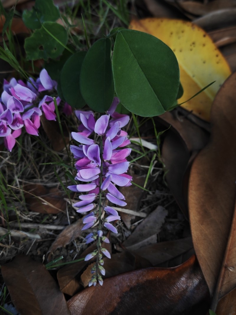 Indigofera carlesii