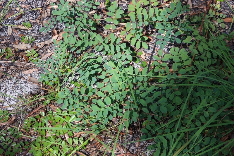 Carolina Indigo photo 8