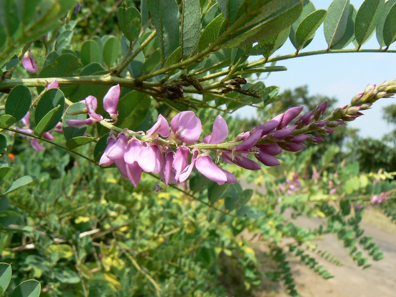 Indigofera cassioides