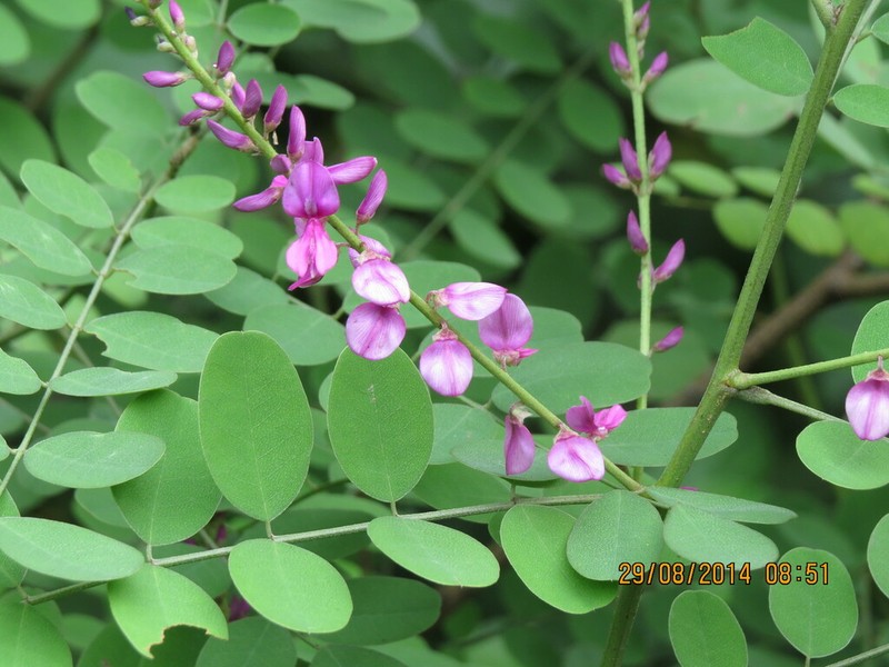 Indigofera cassioides photo 2