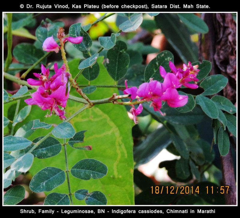 Indigofera cassioides photo 3