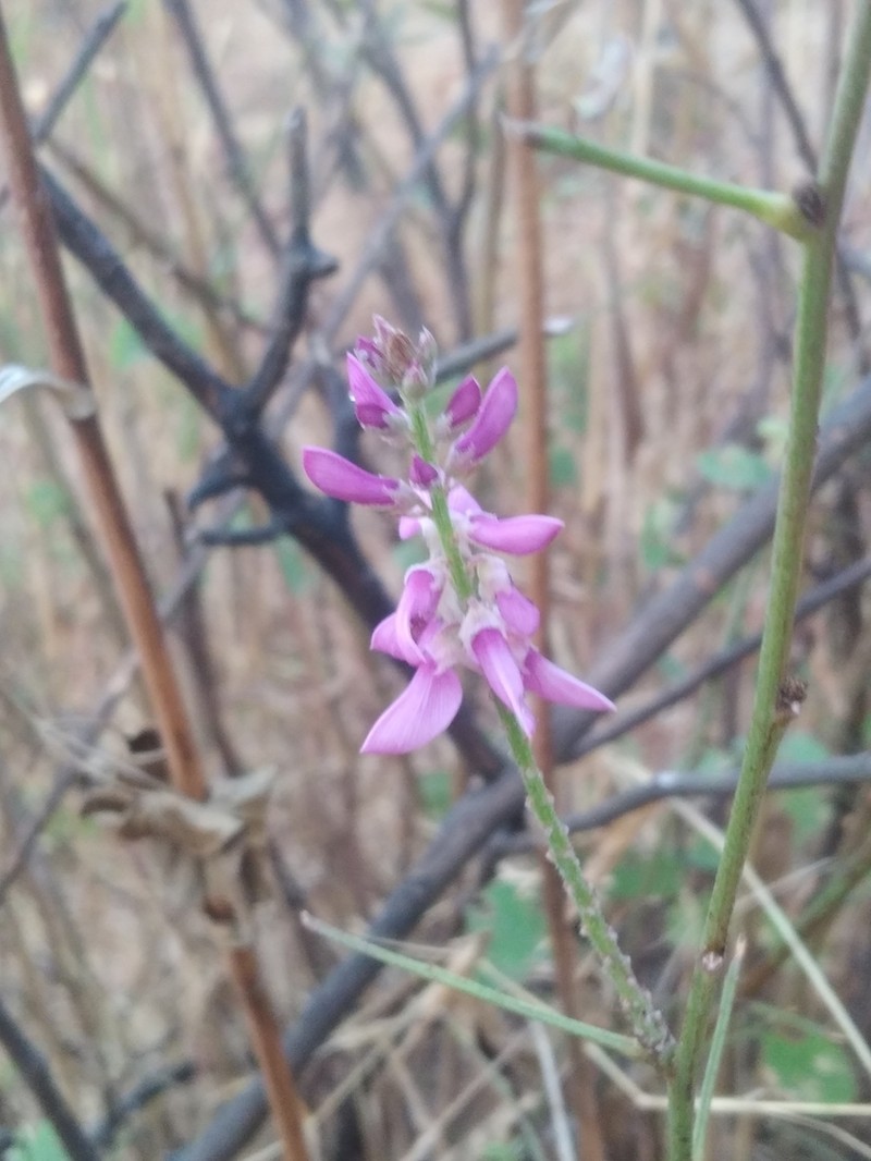 Indigofera cassioides photo 4