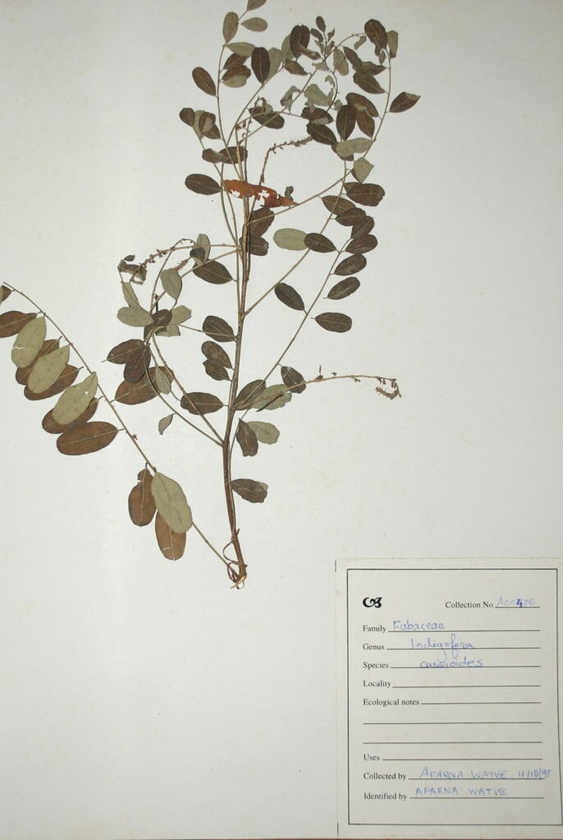 Indigofera cassioides photo 5