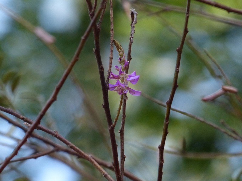 Indigofera cassioides photo 6