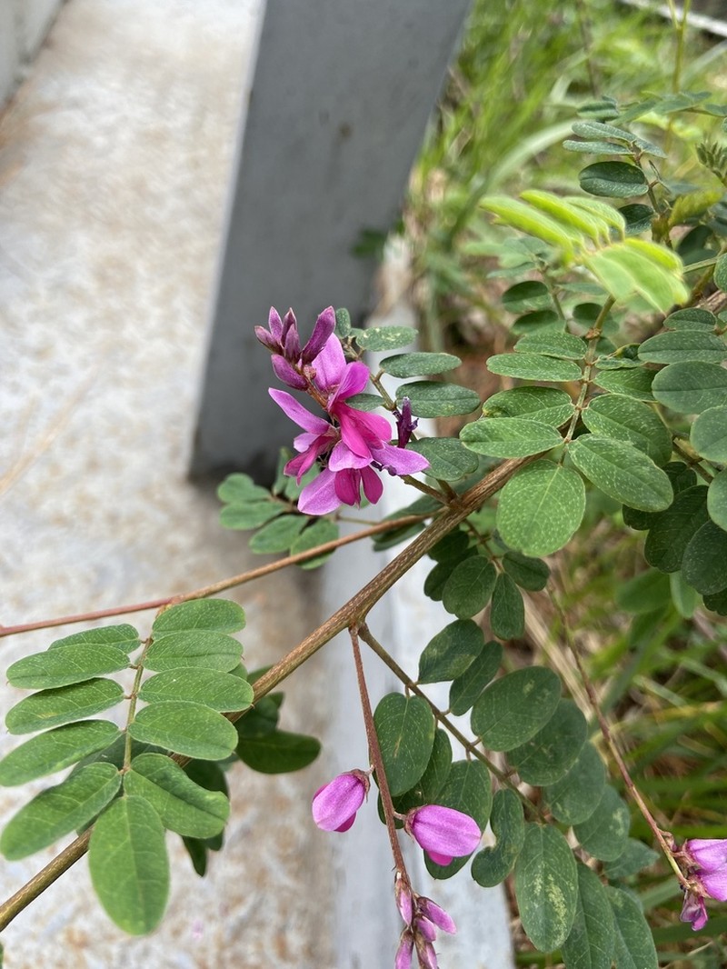 Indigofera cassioides photo 7
