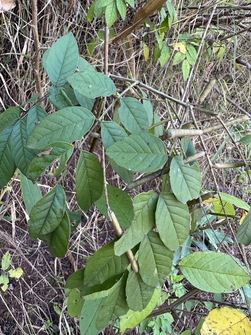 Indigofera caudata