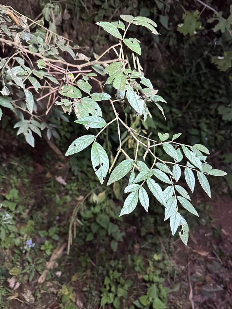 Indigofera caudata photo 2