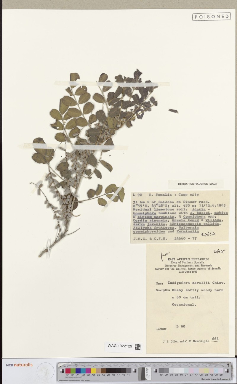 Indigofera cavallii