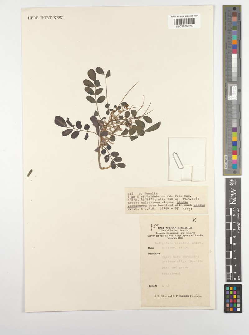 Indigofera cavallii photo 2