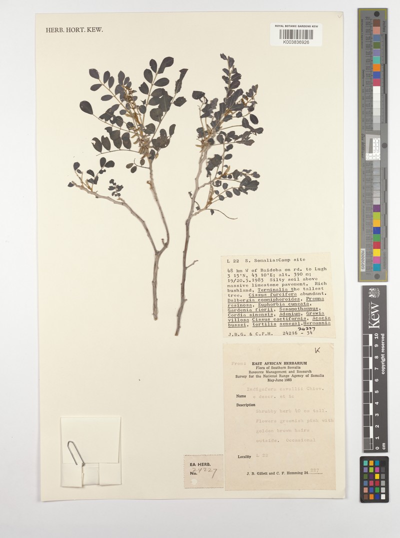 Indigofera cavallii photo 3