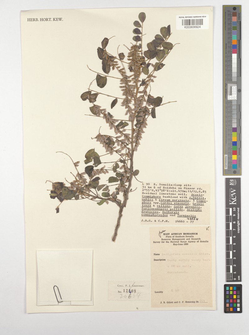 Indigofera cavallii photo 4