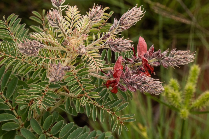 Indigofera ceciliae