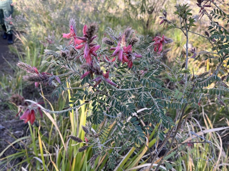 Indigofera ceciliae photo 2