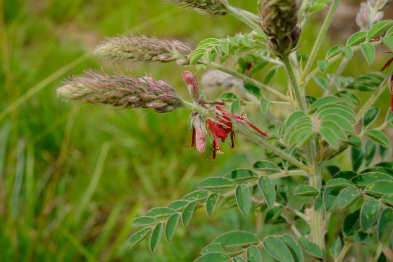 Indigofera ceciliae photo 3