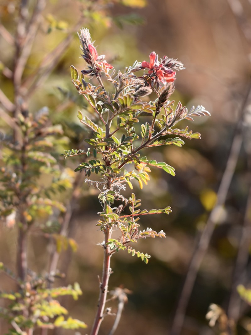 Indigofera ceciliae photo 4