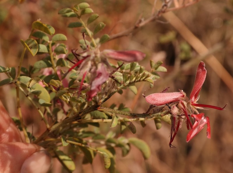 Indigofera ceciliae photo 5