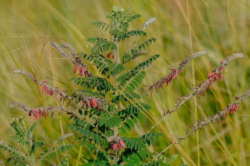 Indigofera ceciliae photo 6