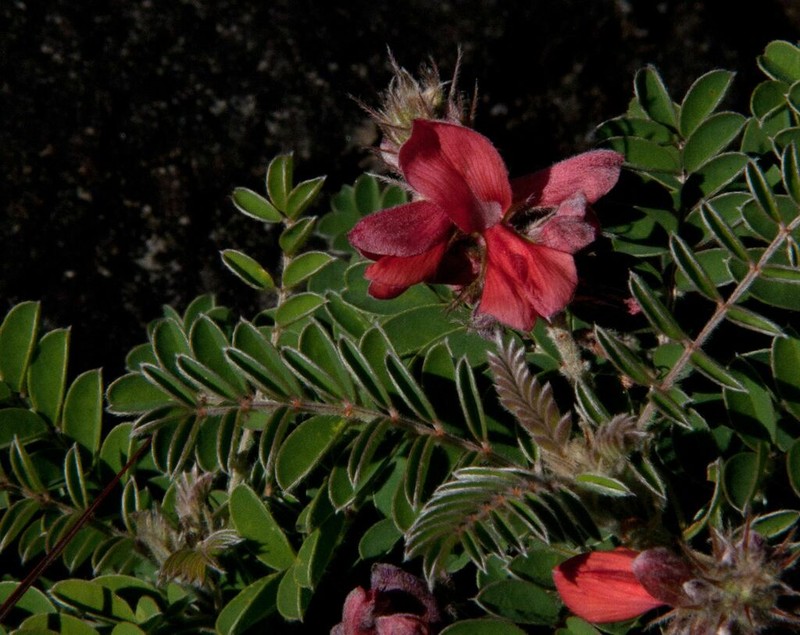 Indigofera ceciliae photo 7