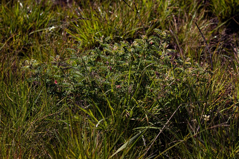 Indigofera ceciliae photo 8