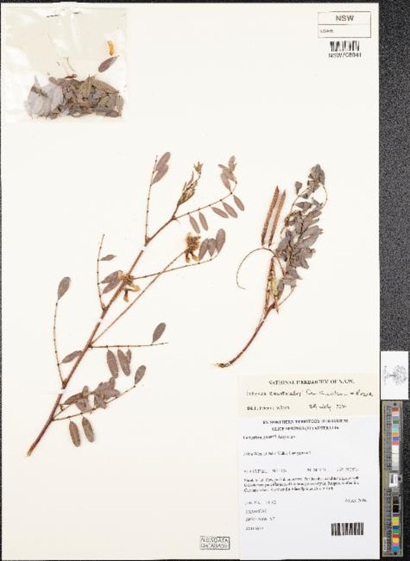 Indigofera centralis