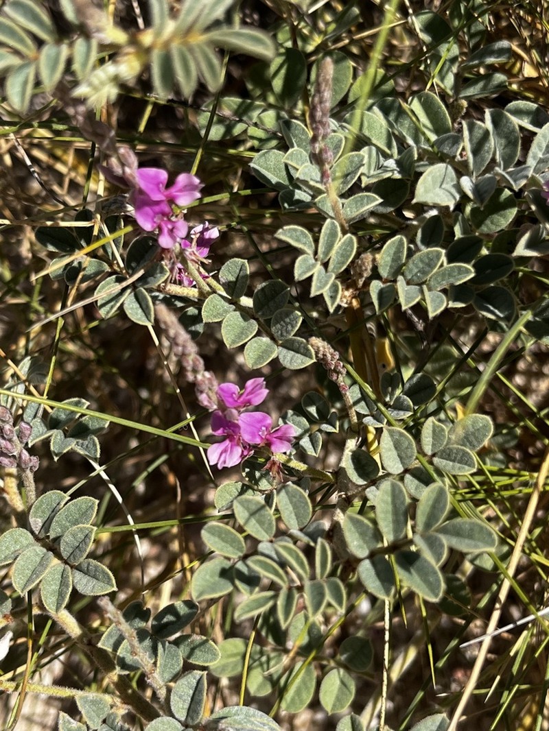 Indigofera chamaeclada