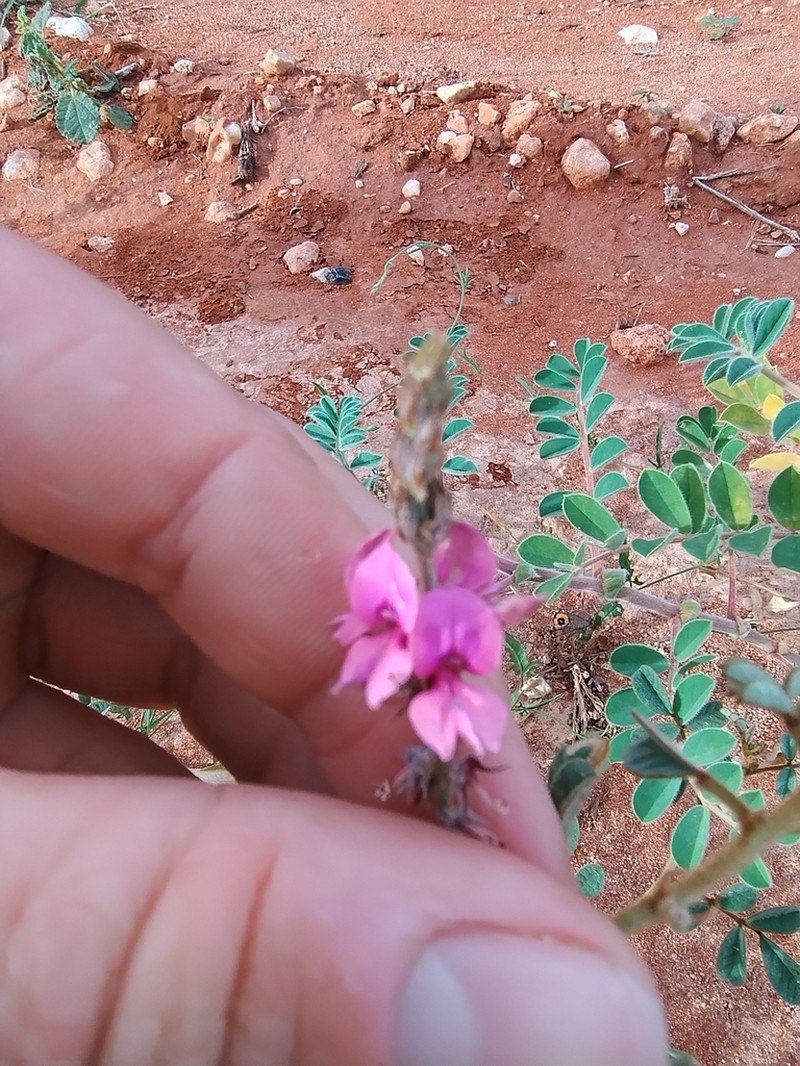 Indigofera chamaeclada photo 2