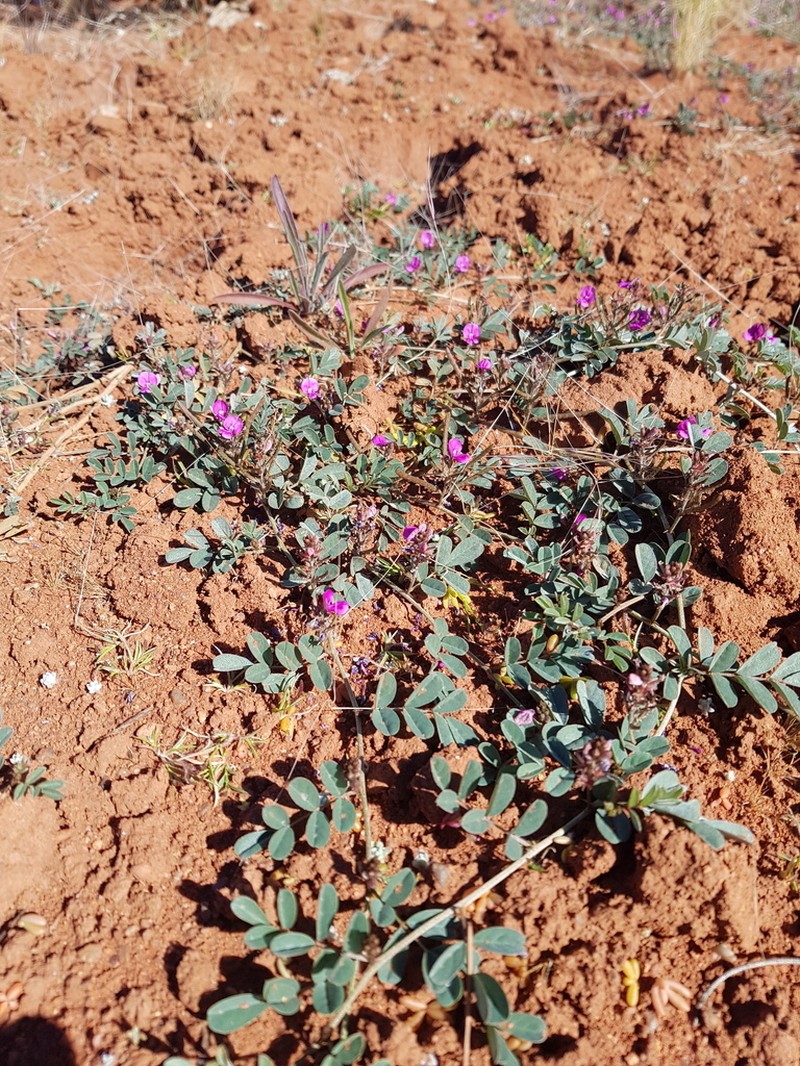 Indigofera chamaeclada photo 3