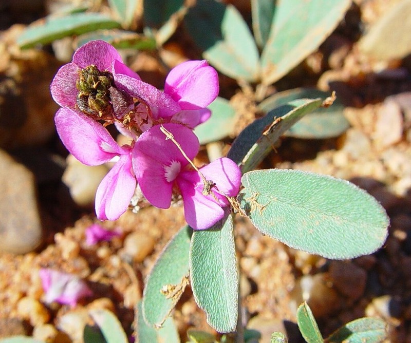 Indigofera chamaeclada photo 4