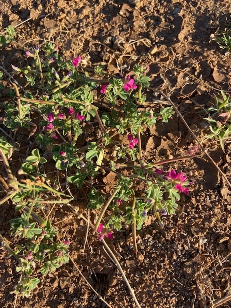 Indigofera chamaeclada photo 5