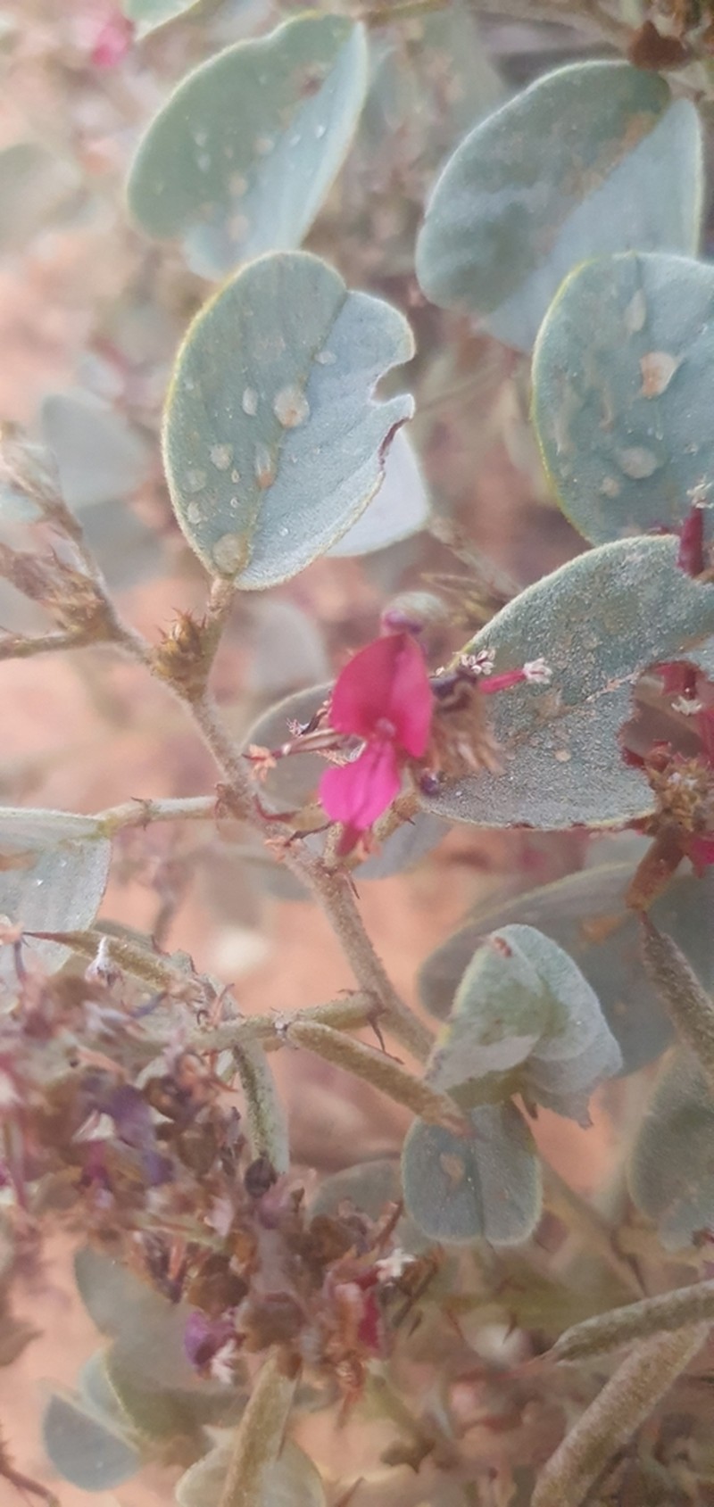 Indigofera chamaeclada photo 6