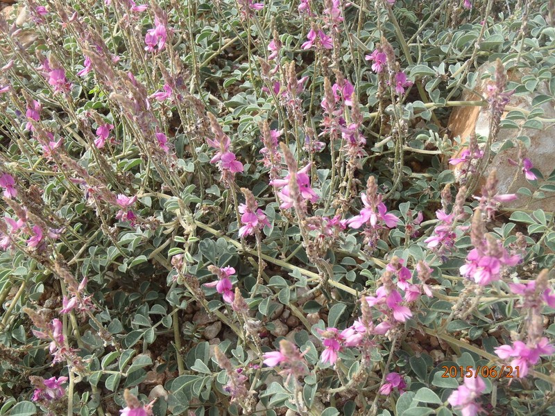 Indigofera chamaeclada photo 8