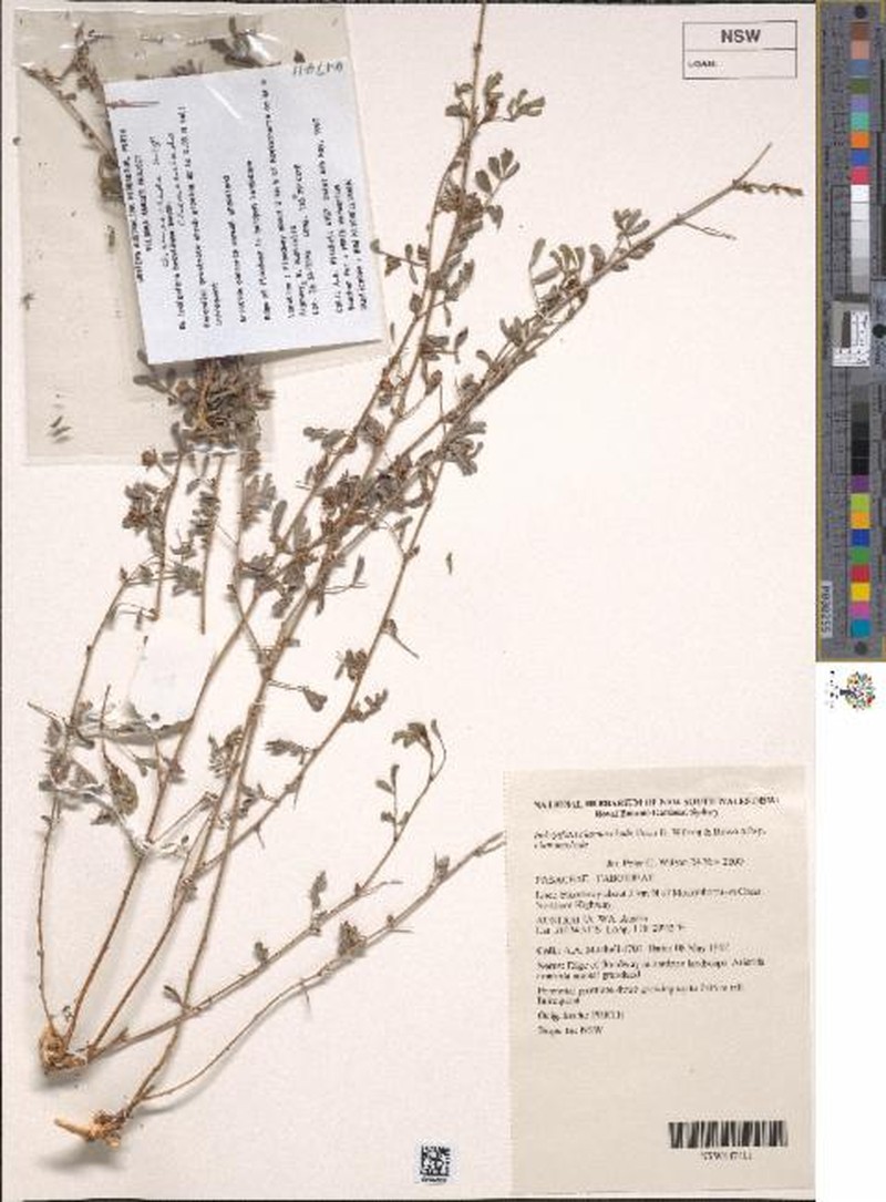 Indigofera chamaeclada subsp. chamaeclada