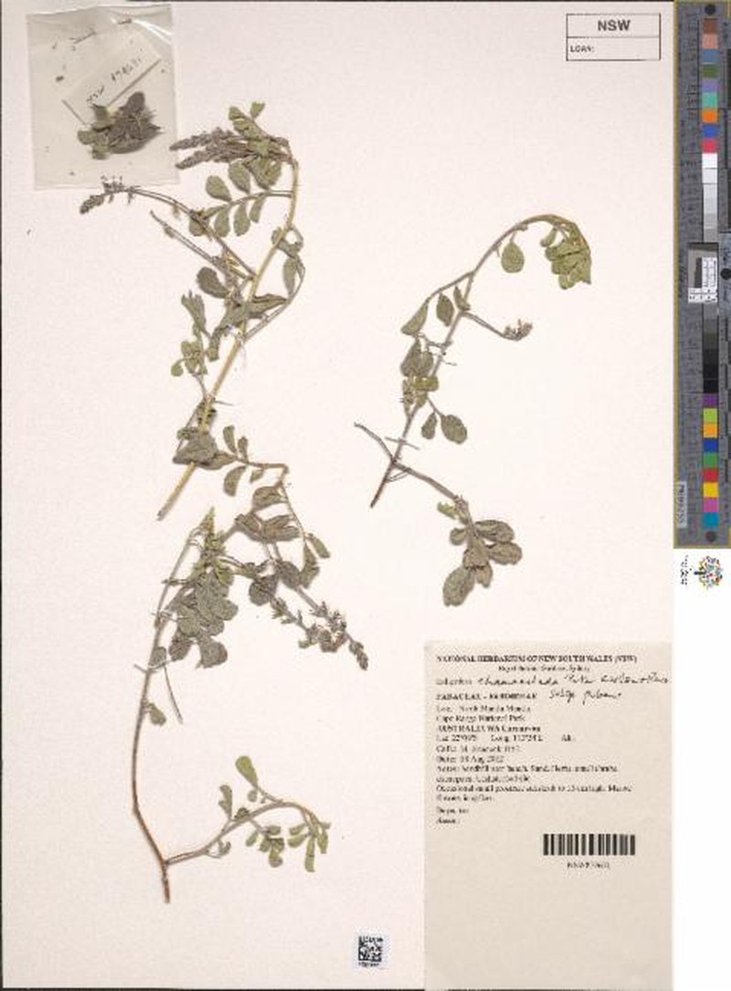 Indigofera chamaeclada subsp. pubens
