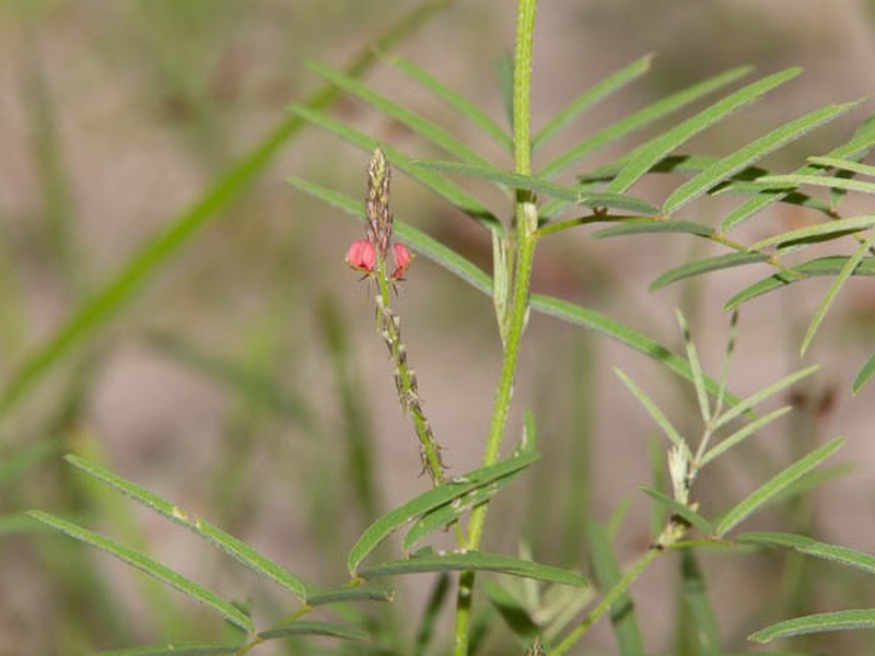 Indigofera charlieriana