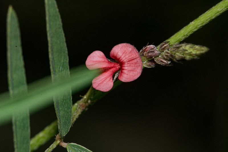 Indigofera charlieriana photo 2