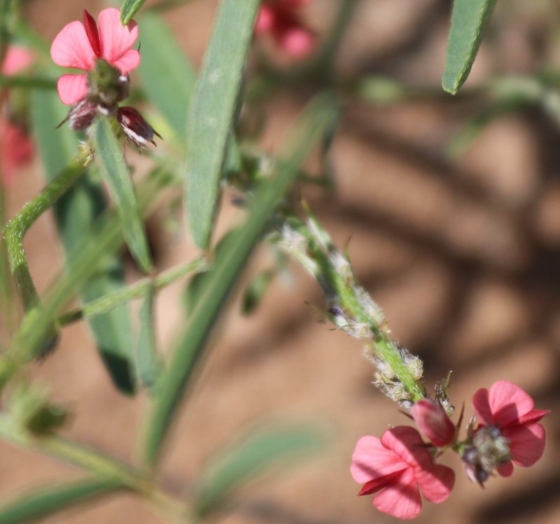 Indigofera charlieriana photo 3