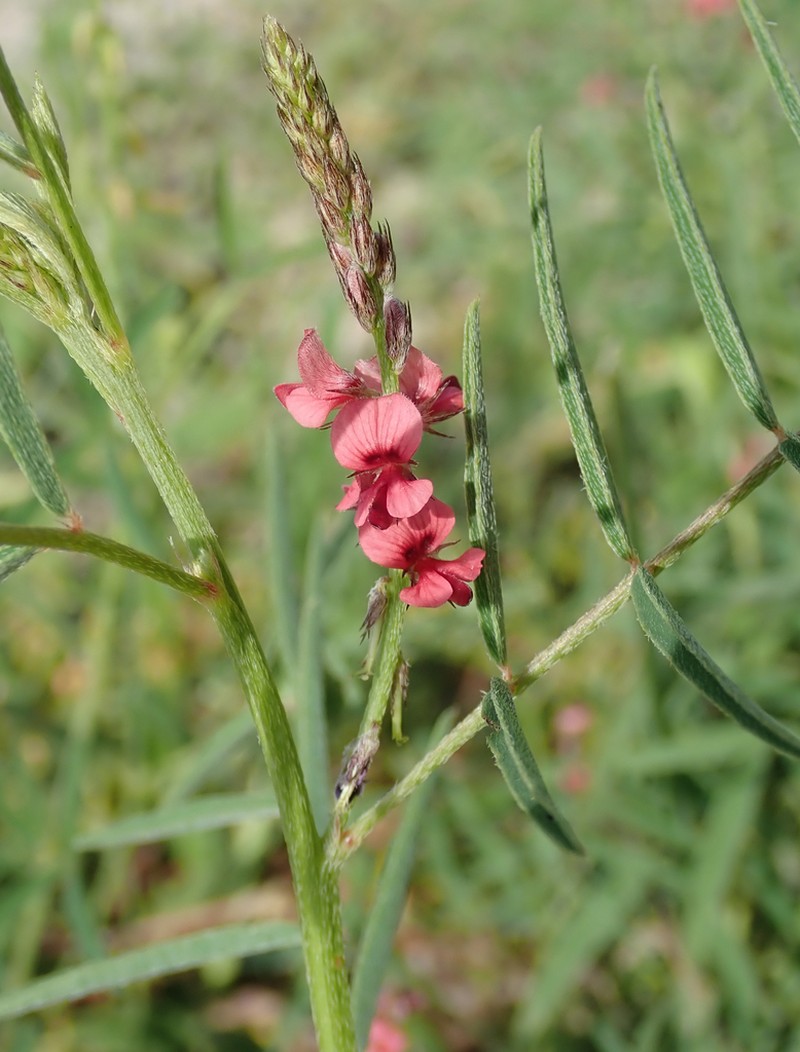 Indigofera charlieriana photo 4