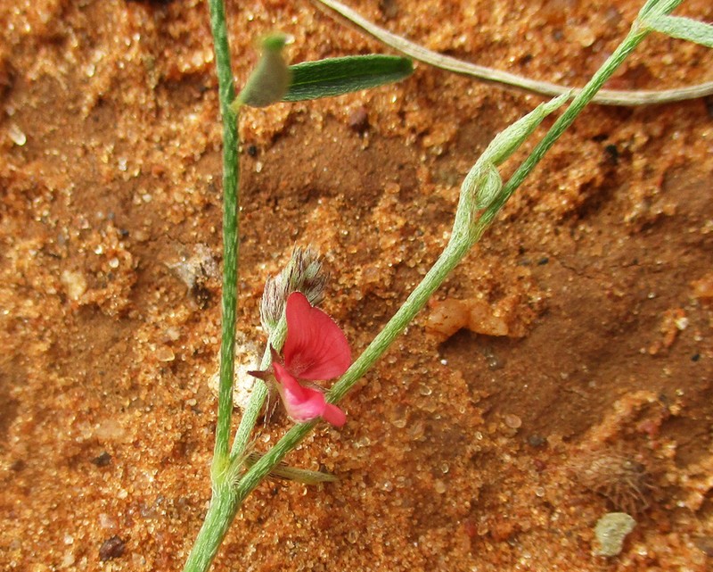 Indigofera charlieriana photo 5