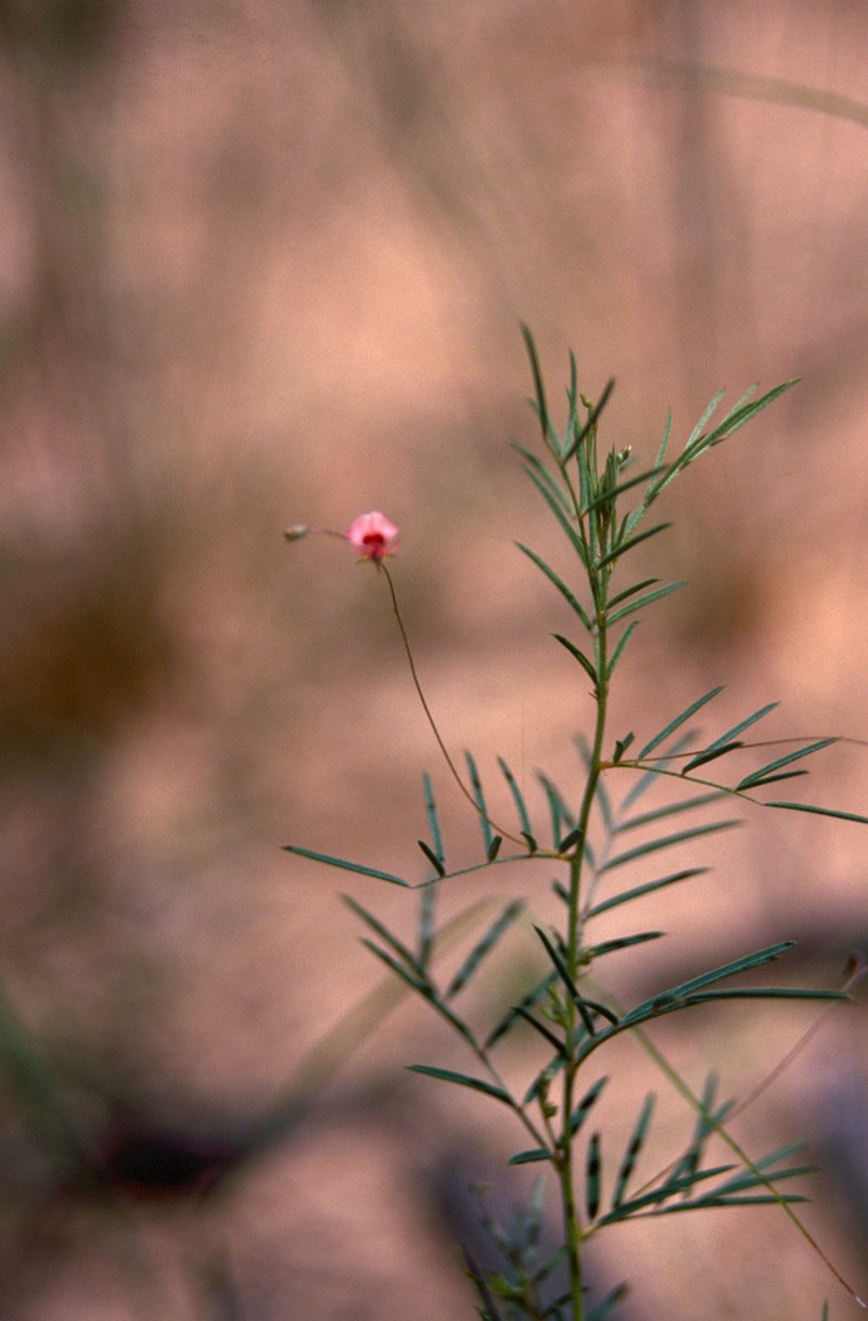 Indigofera charlieriana photo 7