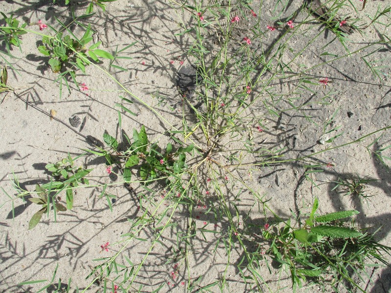 Indigofera charlieriana var. charlieriana