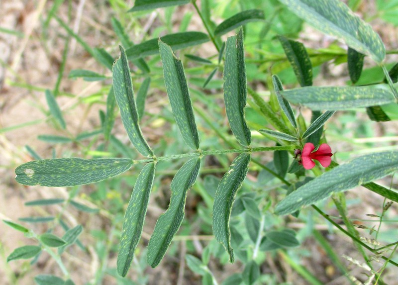 Indigofera charlieriana var. charlieriana photo 2