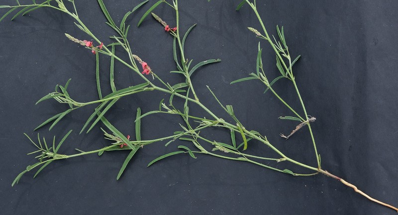 Indigofera charlieriana var. charlieriana photo 3