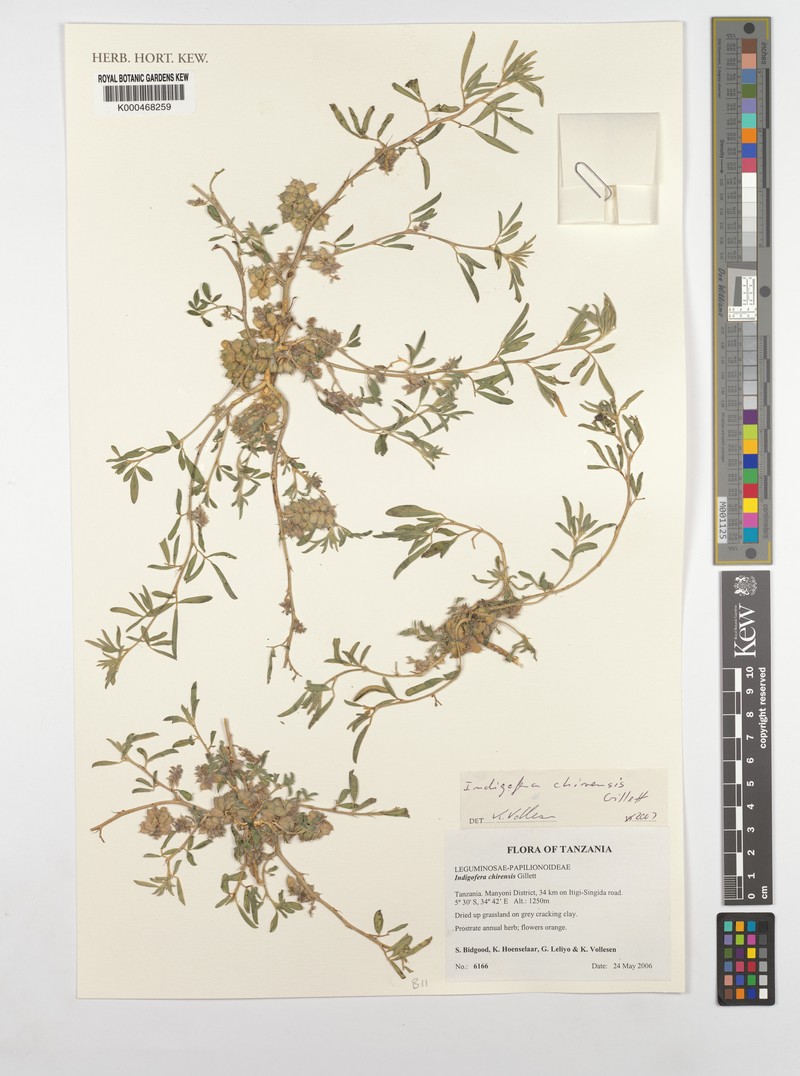 Indigofera chirensis